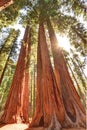 Magnificent giant sequoia trees, sequoia national park, california Royalty Free Stock Photo