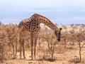 magnificent giraffe bending over to eat on the savannah Royalty Free Stock Photo