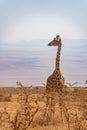 magnificent giraffe bending over to eat on the savannah Royalty Free Stock Photo