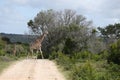 Magnificent giraffe grazing on a big tree on a gravel pathway