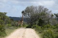 Magnificent giraffe grazing on a big tree on a gravel pathway