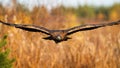 Magnificent golden eagle flying over the field in autumn. Royalty Free Stock Photo