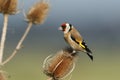 A magnificent Goldfinch, Carduelis carduelis, feeding on the seeds of a Teasel plant. Royalty Free Stock Photo