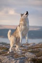 A magnificent gray Siberian husky jumping for a treat on a rock