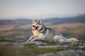 The magnificent gray Siberian Husky lies on a rock in the Crimea