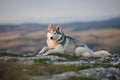 The magnificent gray Siberian Husky lies on a rock in the Crimea