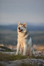 The magnificent gray Siberian husky sits on a rock in the Crimea