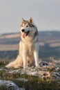 The magnificent gray Siberian husky sits on a rock in the Crimea