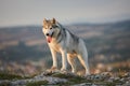 The magnificent gray Siberian husky stands on a rock in the Crimean mountains against the backdrop of the forest and mountains. A Royalty Free Stock Photo