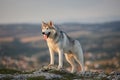 The magnificent gray Siberian husky stands on a rock in the Crimean mountains against the backdrop of the forest and mountains. A Royalty Free Stock Photo