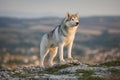 The magnificent gray Siberian husky stands on a rock in the Crimean mountains against the backdrop of the forest and mountains. A Royalty Free Stock Photo