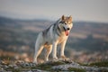 The magnificent gray Siberian husky stands on a rock in the Crimean mountains against the backdrop of the forest and mountains. A Royalty Free Stock Photo