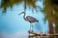Magnificent Great Blue Heron Standing on a Log in a pond with Autumn Colors Royalty Free Stock Photo