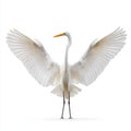 Great Egret Showing White Wings Wide Open Standing Tall with Orange Beak Detail Against Pure White Background Royalty Free Stock Photo