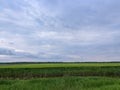 Magnificent, green endless crop fields and forests of Slavonija region in Croatia