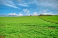 Magnificent green grass agricultural field
