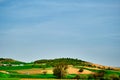 Magnificent green grass agricultural field