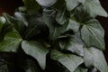 Magnificent green ivy nicely illuminated in home