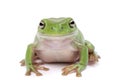 Magnificent green tree frog, Litoria splendida, on Royalty Free Stock Photo