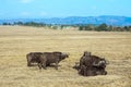 Magnificent herd of buffalo