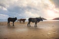Magnificent herd of sacred cattle at the beach at sunset