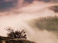 Magnificent hilly landscape in gentle pink pink sunrise. Beautiful valley of rocky mountains park. Hills increased from morning Royalty Free Stock Photo