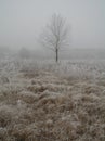 Magnificent hoarfrost on birches. A winter forest on rising in a hard frost Royalty Free Stock Photo