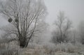 Magnificent hoarfrost on birches. A winter forest on rising in a hard frost Royalty Free Stock Photo