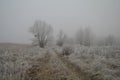 Magnificent hoarfrost on birches. A winter forest on rising in a hard frost Royalty Free Stock Photo