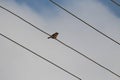 A magnificent house wren on a cable rope. The bird has a beautiful glowing eyes, small beak and a thin short tail.