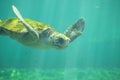 a magnificent huge sea turtle in full face swims in the sea water among the penetrating sunbeams