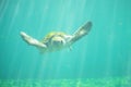 a magnificent huge sea turtle in full face swims in the sea water among the penetrating sunbeams