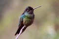 Magnificent Hummingbird