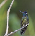 Magnificent hummingbird