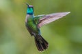 Magnificent Hummingbird in Costa Rica Royalty Free Stock Photo