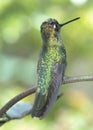 Magnificent hummingbird(eugenes fulgens) Royalty Free Stock Photo