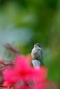 Magnificent Hummingbird, Eugenes fulgens, bird in the red flower, animal in the nature habitat, Savegre, Costa Rica