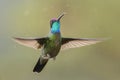 Magnificent Hummingbird - Eugenes fulgens