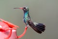 Magnificent Hummingbird Eugenes fulgens Royalty Free Stock Photo