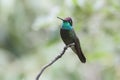 Magnificent Hummingbird (Eugenes fulgens) Royalty Free Stock Photo