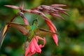 Magnificent Hummingbird, Eugenes fulgens, nice hummingbird, flying next to beautiful red flower with ping flowers in the backgroun