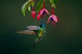 A magnificent hummingbird, Eugenes fulgens, photographed in Costa Rica. Wildlife scene form rain forest. Royalty Free Stock Photo