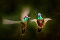 Magnificent Hummingbird, Eugenes fulgens, Tapanti MP, Costa Rica. Wildlife scene from tropic nature, bird feeding behaviour in the Royalty Free Stock Photo