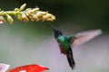 Magnificent Hummingbird flying next to a bromelia, Saveg