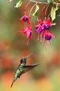 Magnificent Hummingbird hovering next to pink flower, bird in flight, mountain tropical forest, Costa Rica, natural habitat Royalty Free Stock Photo