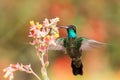 Magnificent Hummingbird hovering next to red flower, bird in flight, mountain tropical forest, Costa Rica