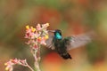 Magnificent Hummingbird hovering next to red and yellow flower, bird in flight, mountain tropical forest, Costa Rica, nature Royalty Free Stock Photo