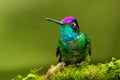 Magnificent Hummingbird Royalty Free Stock Photo