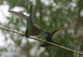 Magnificent Hummingbirds Fighting (Eugenes fulgens)