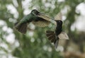 Magnificent Hummingbirds Fighting (Eugenes fulgens)